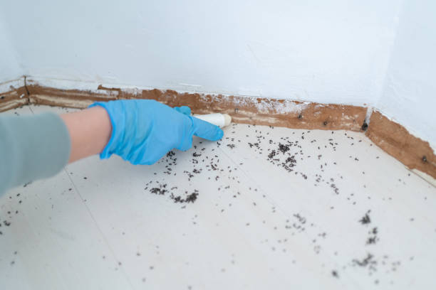 Best Bed Bug Extermination  in Center Point, TX